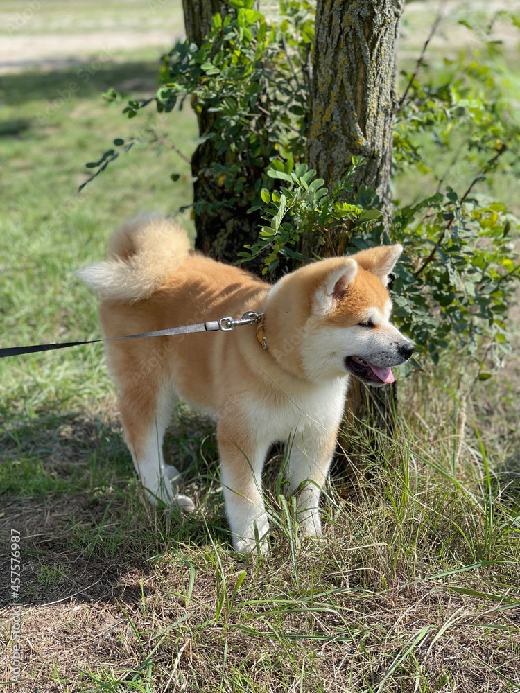 Close-up of a purebred Akita Inu dog playing in nature. Akita Inu puppy. Close-up of a purebred Akita Inu dog playing in nature. Akita Inu puppy.