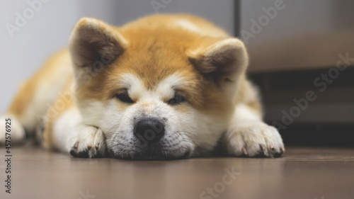 Pedigree dog Akita Inu close-up in the interior. The Akita Inu puppy is sleeping.  © MiaStendal