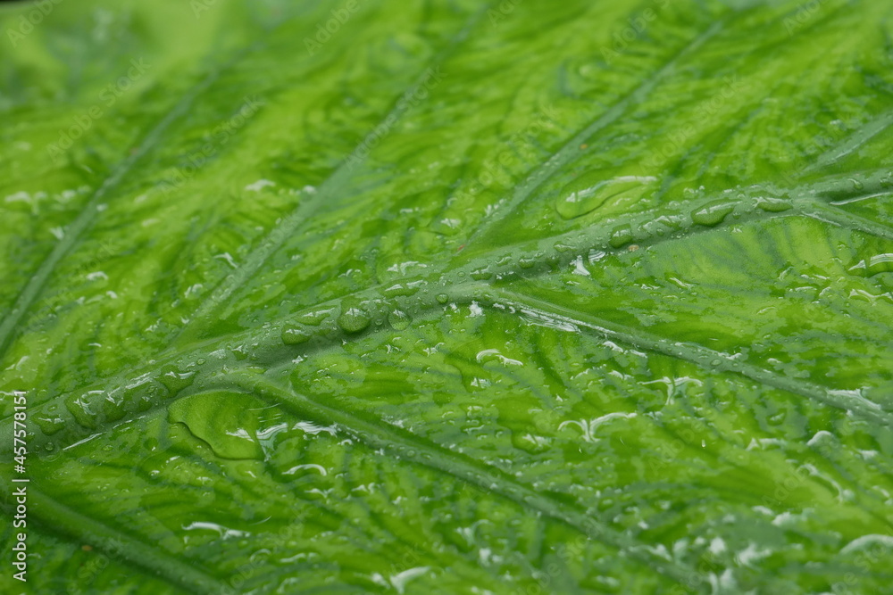 Feuille de plante tropicale avec des gouttelettes de rosée en gros plan Feuille de plante tropicale avec des gouttelettes de rosée en gros plan