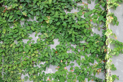 Green leaves on the wall. plant outdoor at wall cement