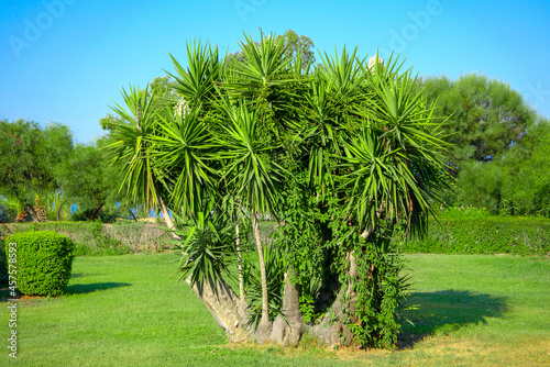 Yucca tree or Yucca filamentosa in park. photo