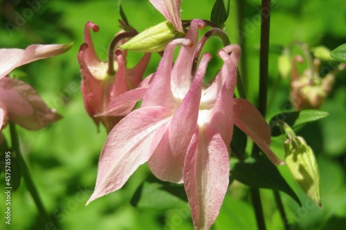 Vászonkép Pink aquilegia flowers in the garden on natural green leaves background