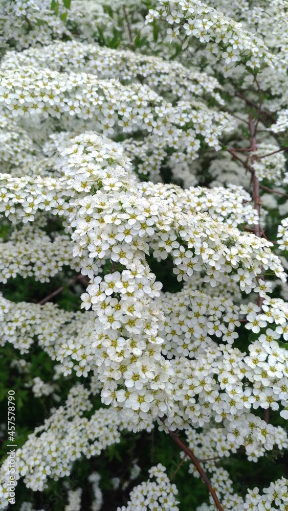 Alyssum plant blooming close up, family Cabbageidae Alyssum plant blooming close up, family Cabbageidae