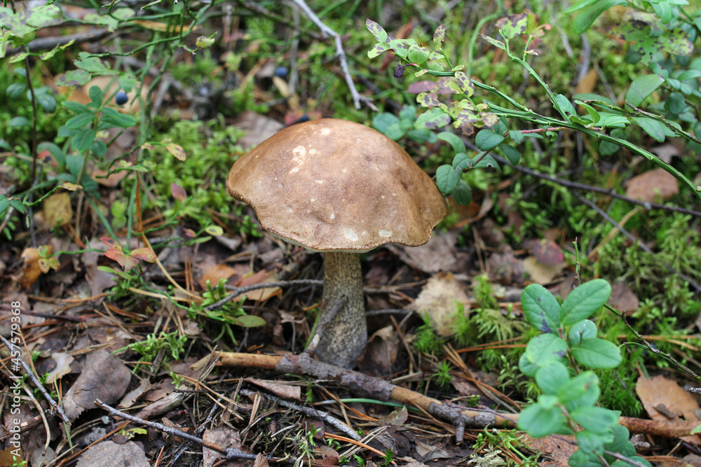 boletus edulis mushroom, mushroom in the forest boletus edulis mushroom, mushroom in the forest