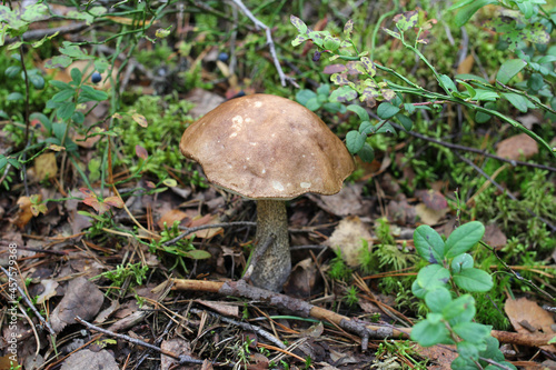 boletus edulis mushroom, mushroom in the forest