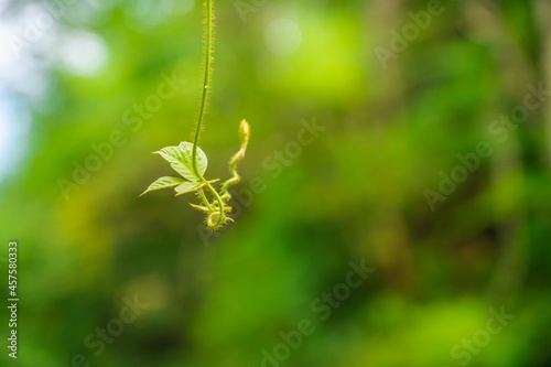 垂れ下がるクズの葉 © kikisora