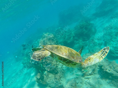 Sea Turtle in Hawaii diving down © Matthew