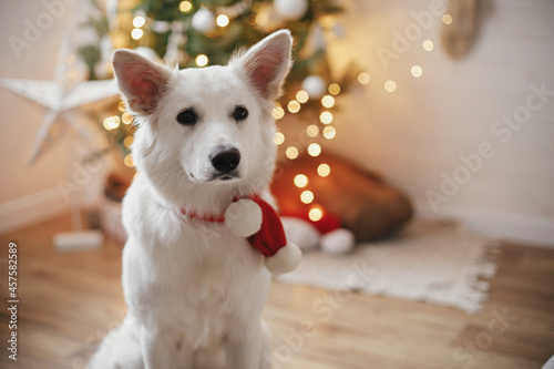 Adorable dog in red santa scarf sitting on background of christmas tree with gifts and lights. Portrait of cute white dog in festive decorated scandinavian room. Pet and winter holidays
