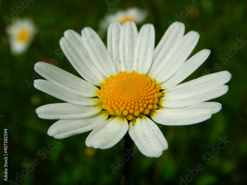 daisy flower closeup in the garden