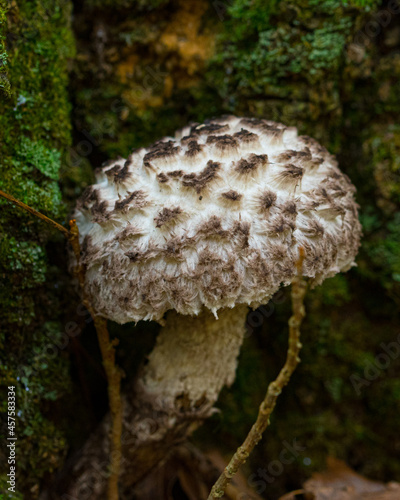 Strombilomyces