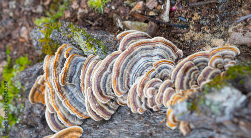 Turkey Tail