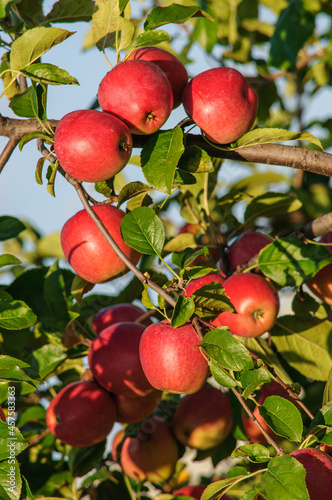 Ripe liquid red apples close-up on an apple tree branch