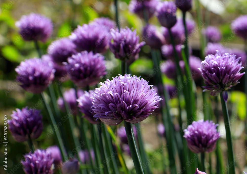 Purple flowers in the garden. Onion, or chives, is a perennial herbaceous plant Latin name: Allium schoenoprasum. chives bow. chives Purple flowers in the garden. Onion, or chives, is a perennial herbaceous plant Latin name: Allium schoenoprasum. chives bow. chives
