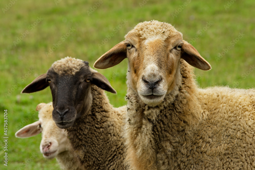 Russia. Chita region. A sheep grazing freely in the village of Red Priisk. Russia. Chita region. A sheep grazing freely in the village of Red Priisk.