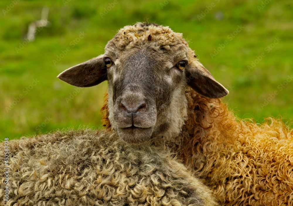 Russia. Chita region. A sheep grazing freely in the village of Red Priisk. Russia. Chita region. A sheep grazing freely in the village of Red Priisk.