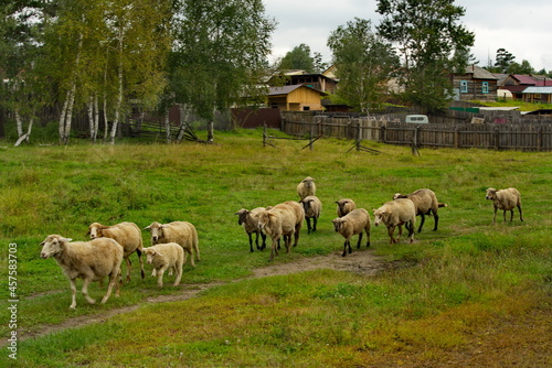 Russia. Chita region. A flock of sheep is hurrying to the pasture in the village of Red Priisk. © Александр Катаржин