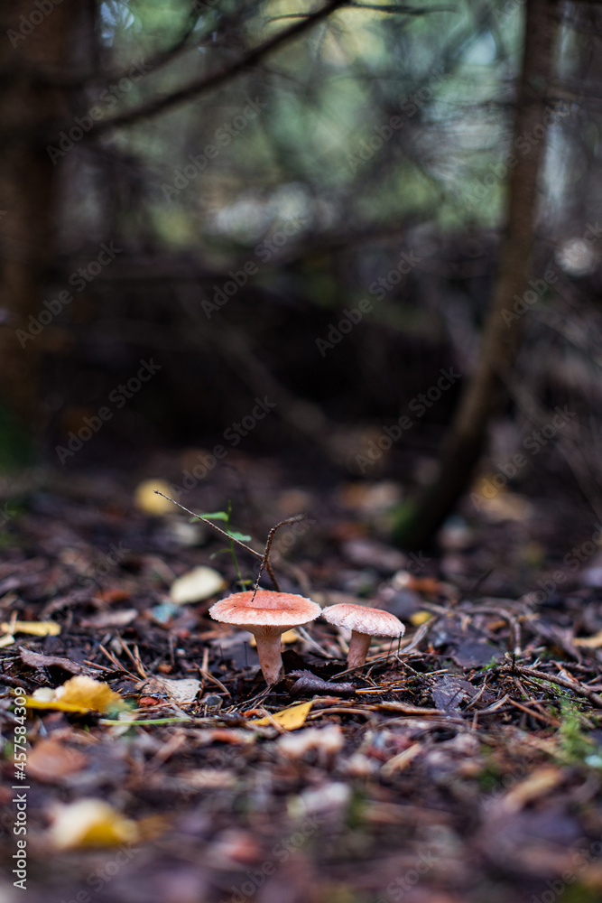 Lactarius torminosus, known as the woolly milkcap or the bearded milkcap, an edible wild mushroom from Russia Lactarius torminosus, known as the woolly milkcap or the bearded milkcap, an edible wild mushroom from Russia