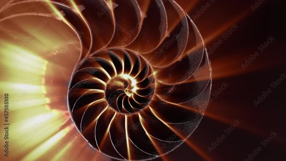 Zoom out from the center of amazing spiral fossilized Nautilus shell cut in half with mesmerizing light beams iridescent rays inside