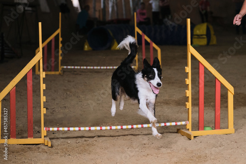 Black and white border collie with red tan runs fast and jumps high over barrier at agility competitions. Speed and agility, sports with dog.
