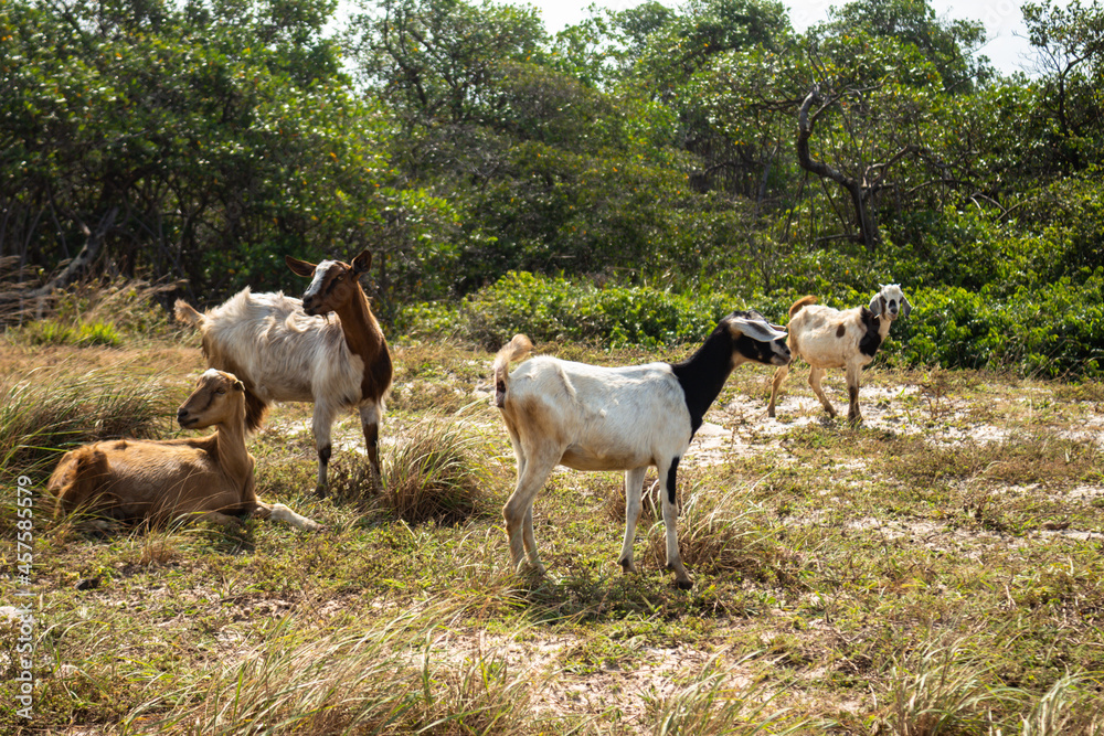 Beautiful specimens of light colored goats in the field. Free animals grazing on a sunny day.