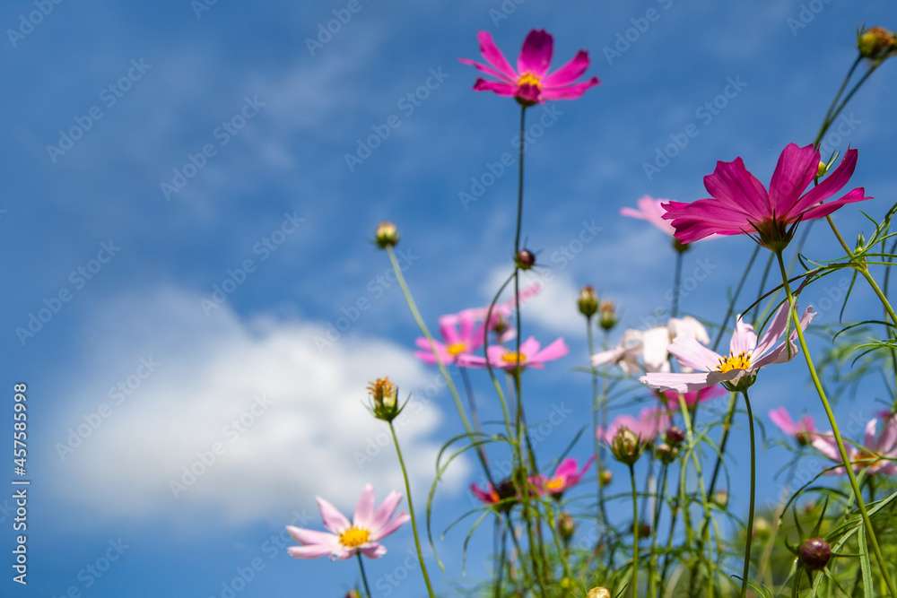 pink cosmos flowers with sky background