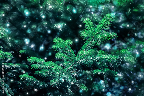 Christmas background with a Christmas tree. New Year's art design. Festive background with spruce branch and sparkles.