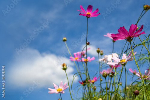 pink cosmos flowers with sky background © Klever_ok