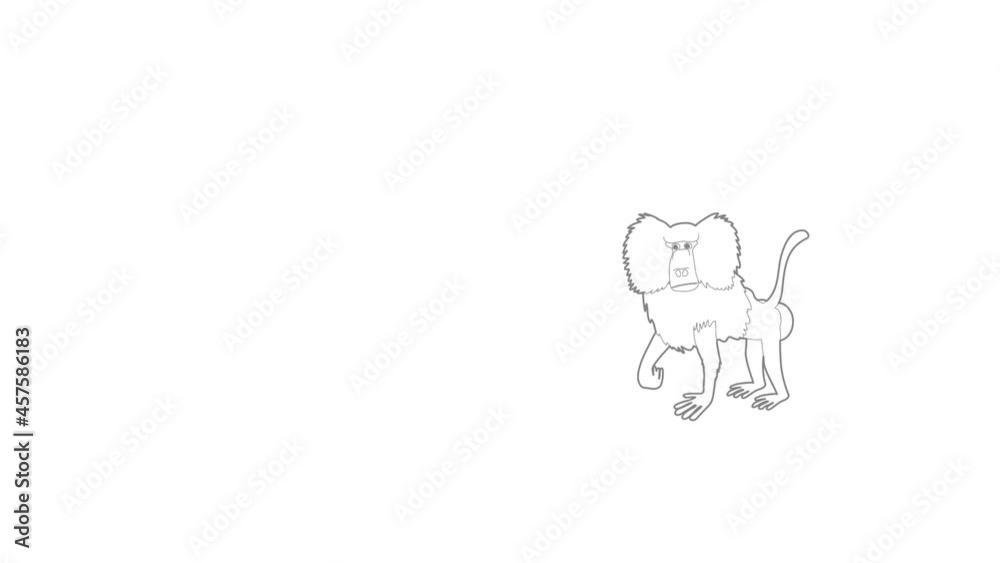 Baboon icon animation best outline object on white background Baboon icon animation best outline object on white background