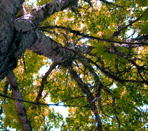Low angle of a green maple tree on a sunny mornin photo