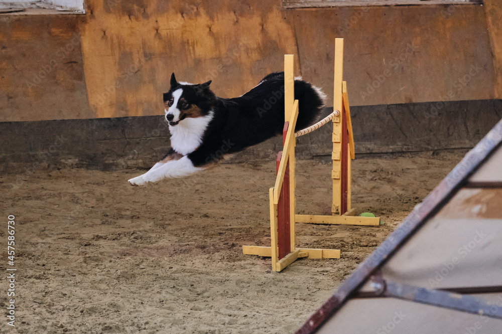 Australian Shepherd Aussie black tricolor without tail runs fast and jumps high over barrier at agility competitions. Shepherds friendly breed. Speed and agility sports with dog.