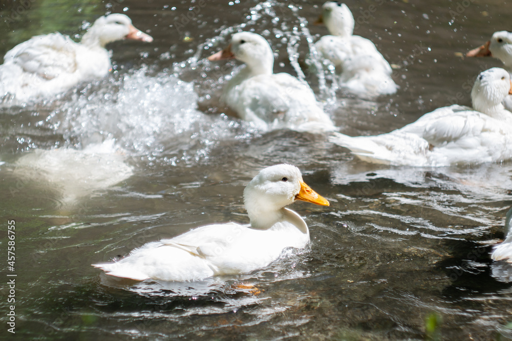 a white goose with an orange beak in the river against the background of other geese splashing in the water