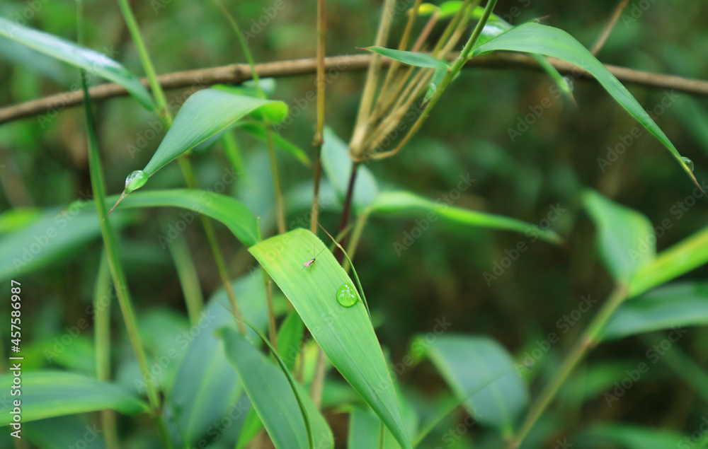 A Tiny Bug Resting on Wild Plant Leaf with Dewdrops in the Forest of Machu Picchu Incas Citadel, Cuzco Region, Peru A Tiny Bug Resting on Wild Plant Leaf with Dewdrops in the Forest of Machu Picchu Incas Citadel, Cuzco Region, Peru