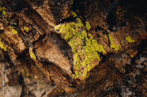 Fotografie Red Rock Lichen Texture