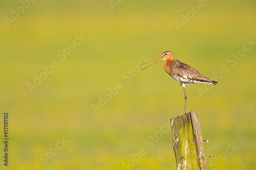 A black-tailed godwit (Limosa limosa) perched on a pole protecting its territory. photo