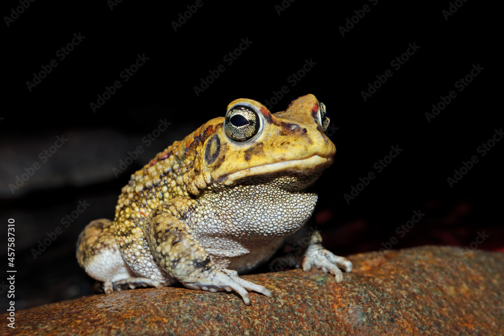 Close-up of an olive toad (Amietophrynus garmani), South Africa. Close-up of an olive toad (Amietophrynus garmani), South Africa.