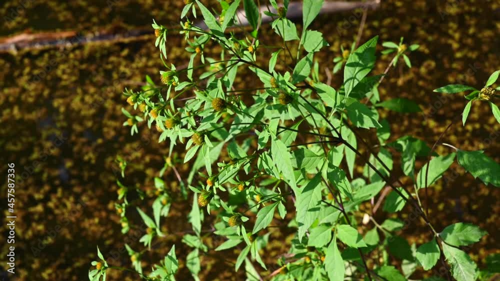 Bidens tripartita on the background of a pond with duckweed. Medicinal plant. Static camera video, wind motion. High quality 4k footage Bidens tripartita on the background of a pond with duckweed. Medicinal plant. Static camera video, wind motion. High quality 4k footage