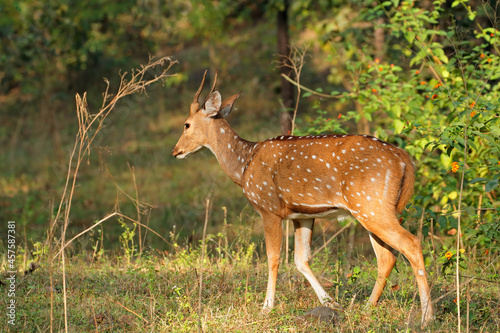 Fototapeta Naklejka Na Ścianę i Meble -  A male spotted deer or chital (Axis axis) in natural habitat, Kanha National Park, India.