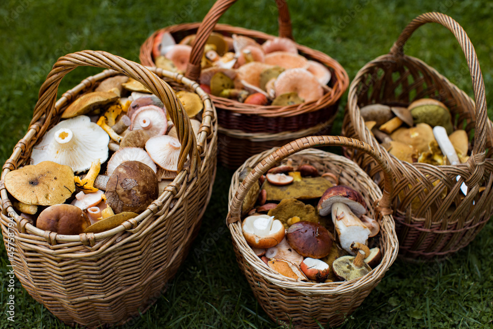 Four wicker baskets with mushrooms on green grass Four wicker baskets with mushrooms on green grass