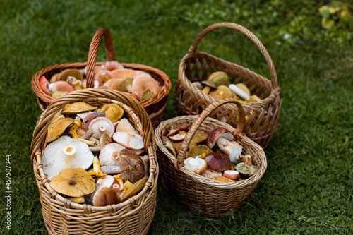 Four wicker baskets with mushrooms on green grass
