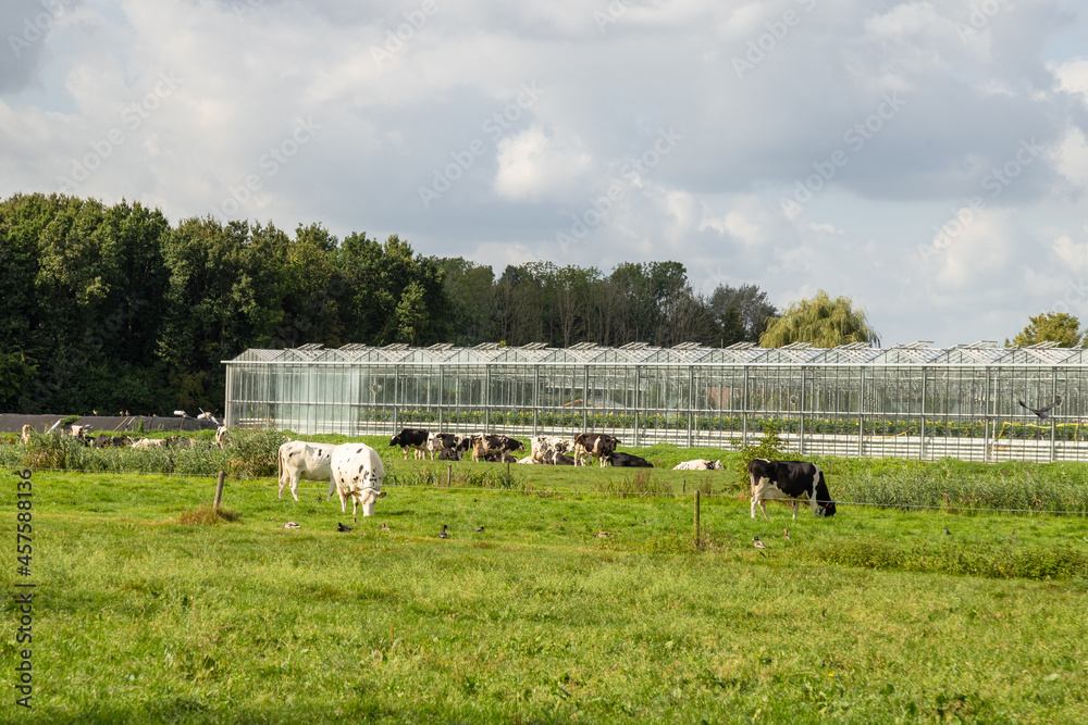 Obraz premium Greenhouses and grazing cows in the Bommelerwaard, the Netherlands.