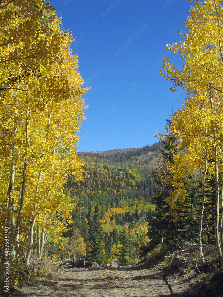 Fototapeta premium Birch trees in fall, mountain side