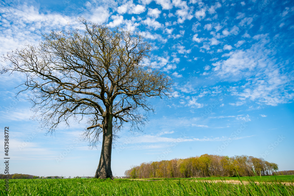 Obraz premium Green hill with dreamy clouds and blue sky in the background.