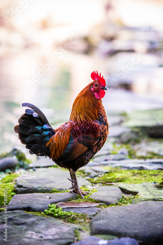  Brightly colored feral rooster. Portrait Of Rooster © EwaStudio