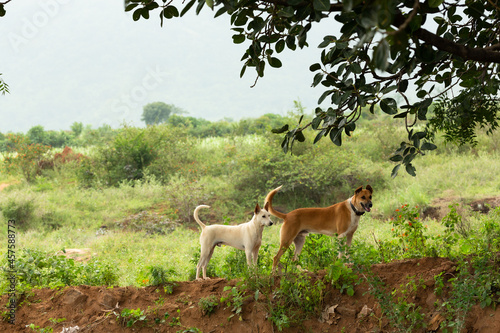 Ein weißer und ein brauner Hund stehen auf einem Hügel aus roter Erde unter einem Baum.