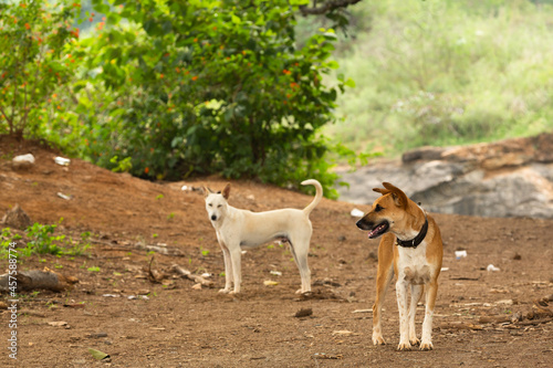 Ein weißer und ein brauner Hund stehen auf einem Hügel aus roter Erde vor einem grünen Busch.