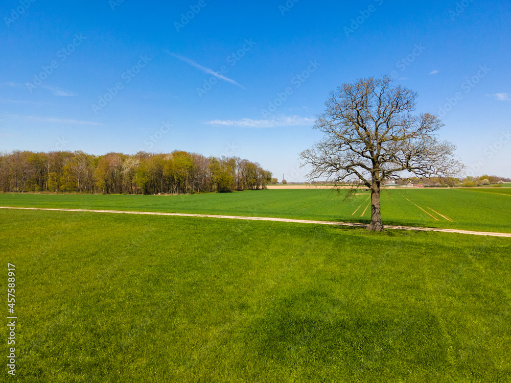 Fototapeta premium Field, Tree And Blue Sky
