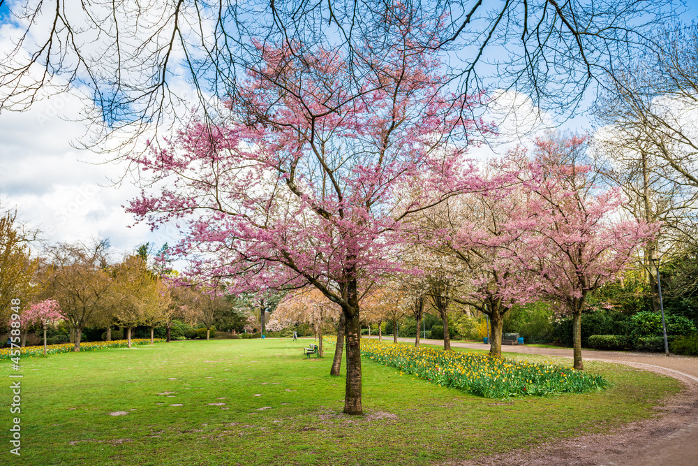 Beautiful Garden with blooming trees during spring time Beautiful Garden with blooming trees during spring time