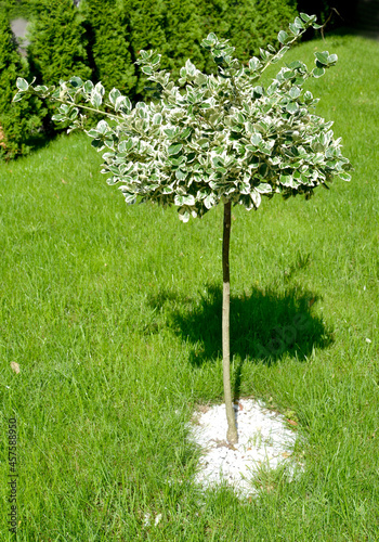 Forchun's euonymus, cultivar Emerald Gaiety (Euonymus fortunei) on a trunk photo