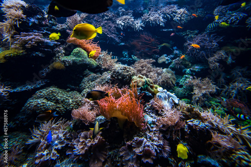 Coral colony and coral fish. Underwater view