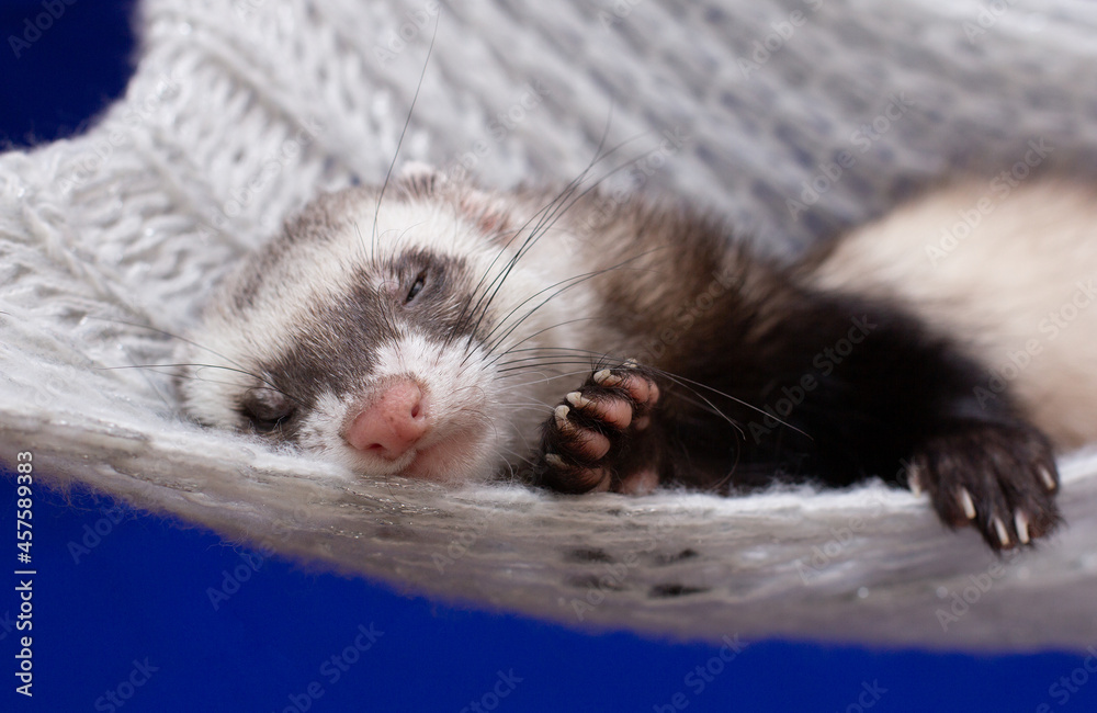 The little ferret rest in his home The little ferret rest in his home